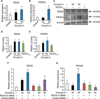 Oroxylin a Attenuates Limb Ischemia by Promoting Angiogenesis via Modulation of Endothelial Cell Migration